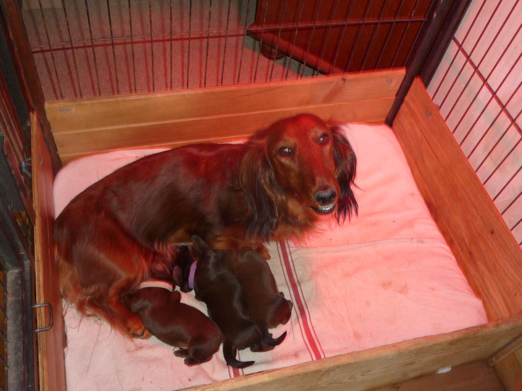 chiot Teckel poil long Des Genévriers D'autan