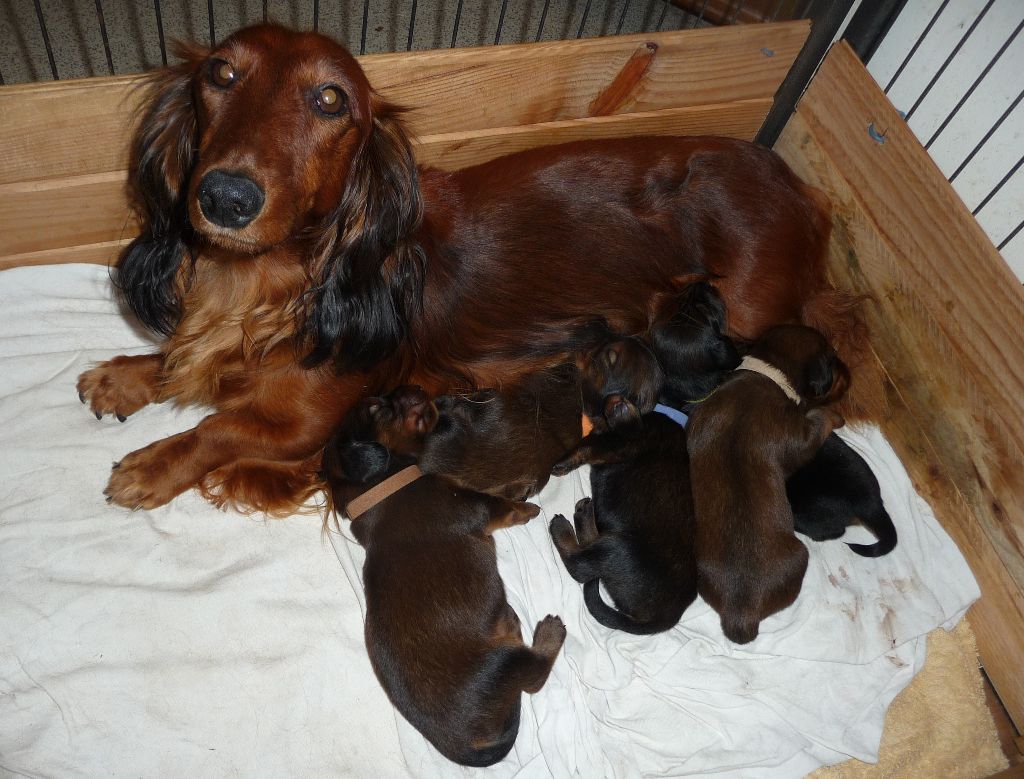 Chiot Teckel poil long Des Genévriers D'autan